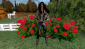 DrusillaRose's picture